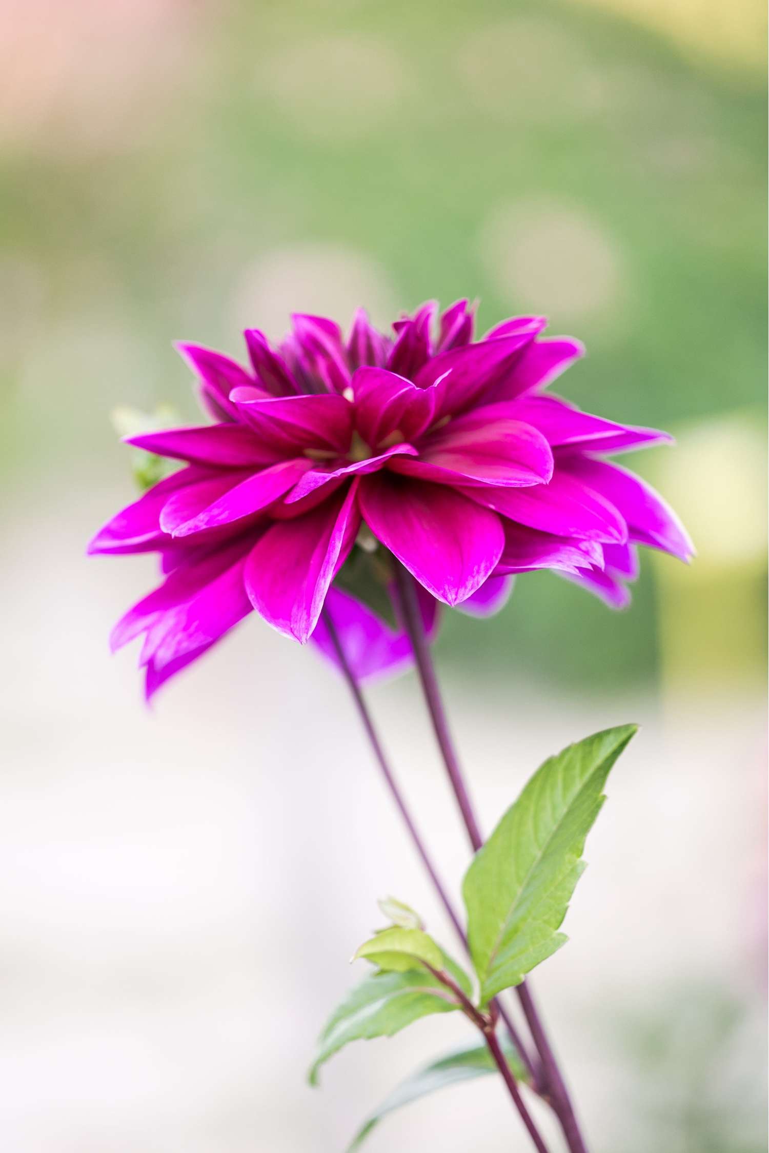 Dahlie 'Thomas A. Edison'